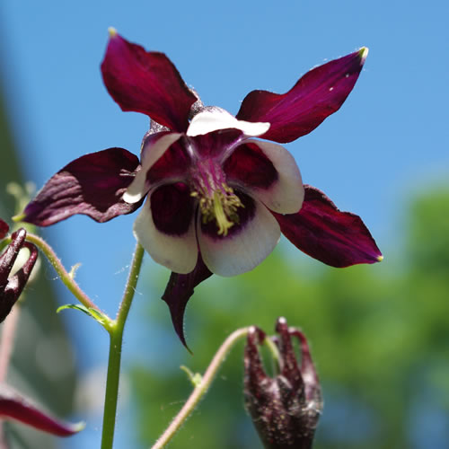 Aquilegia vulgaris William Guiness